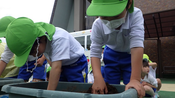 野菜の苗植え(年長組)