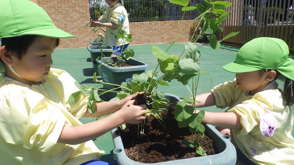 野菜の苗植え(年長組)