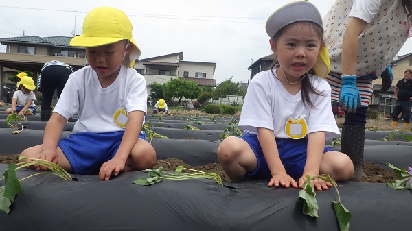 さつまいもの苗植え（年中組）